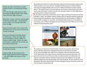 Yr6_Plight of the sea turtle_Full view