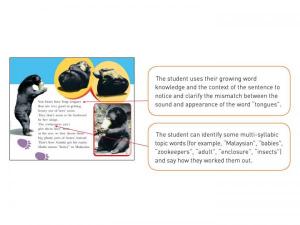 Yr3_Sun bears are special_Lightbox-3