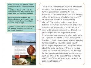 Yr6_Plight of the sea turtle_Lightbox-1