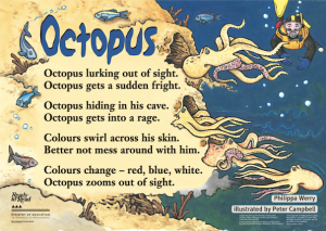 Octopus hiding from a diver. 