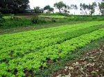agriculture