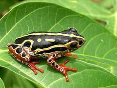 frog