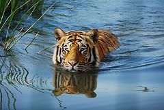 tiger